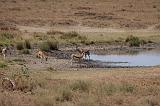 TANZANIA - Serengeti National Park - 312